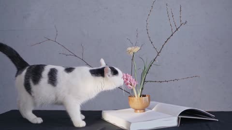 Cat Smelling a flower