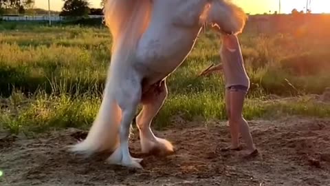 Beautiful Horse | Adorable Pets | Pets Lover