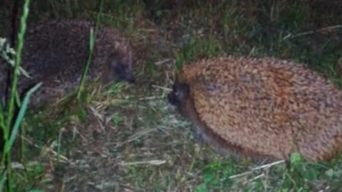 Hedgehog fight!