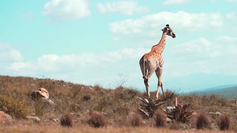 Giraffe in the Open Fields