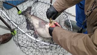 Saving a Catfish Trapped on a Jug Line