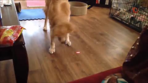 Dog and Cat Reaction to Laser Pointers - Funny Animal Reaction Videos