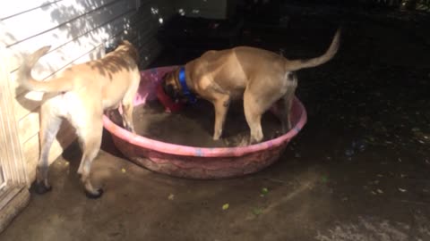 Huge English Mastiff’s playing in the pool!