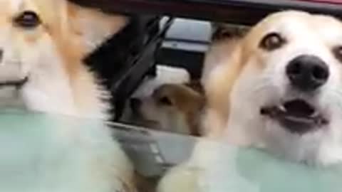 These Corgis In The Back Of A Car Are A Trunkfull Of Happiness