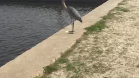 Bait stealing bird