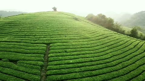 Scenery of Tea Garden