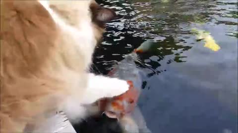 Cute Interaction Between Cat And Koi fish