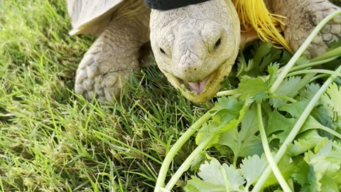 Tortoise snacks on cilantro in a graduation cap