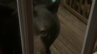 Huge Black Bear Greets Human at the Door
