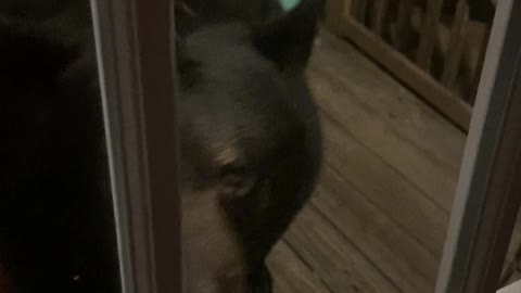 Huge Black Bear Greets Human at the Door