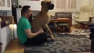 Great Dane is a lap dog