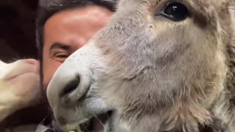 Man Shares Snacks With Farm Animals