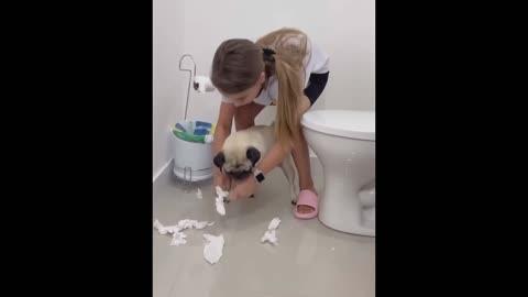 Funniest Dog and Human in Toilet | Dog Funny | wait for end