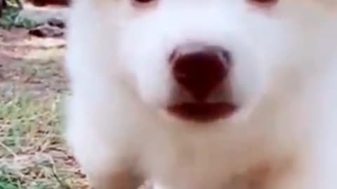 Very cute puppy dog 🐶😻😘🥰😍