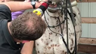 Horse gets her teeth cleaned
