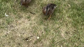 Playing with babies ducks
