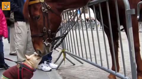 Cute Dogs Hilariously Befriend Cats, Piglets, Horses, Cows, Ducklings And Other Animals