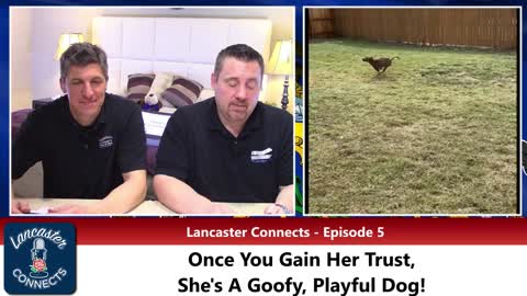 Pit Bull In Lancaster Looks For Forever Home! - Lancaster Connects' "Pet Of The Week" - Ep. 5