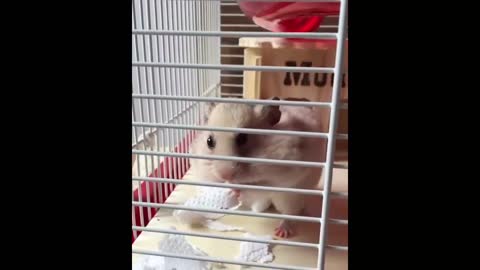 Funniest Hamsters Of All Time