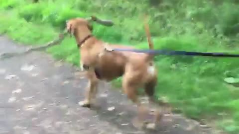 Brown dog carrying big tree branch