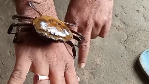 Two Crabs are moving around hands