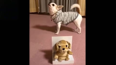 Cute Dog Is Talking With A Talking Toy (Laugh Together)