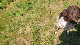 Springer Spaniel Retrieve