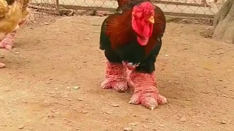 Best and biggest dragon chicken rooster