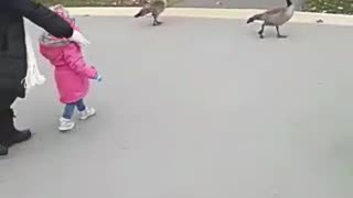 Curious Baby approaches Geese in Playground
