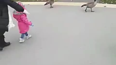 Curious Baby approaches Geese in Playground