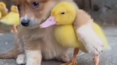 Baby Duck and Puppy are friend cuteness overload😘😗🥰🥰