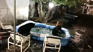 Bears have a late night pool party at this home