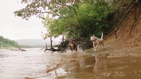 Adorable moment playing dogs in river water