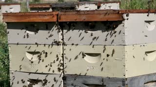Honey Bees Swarming The Hives