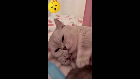 Loving cats 2023 😂 New Funny Cats Videos 😻🐶Animal Funny