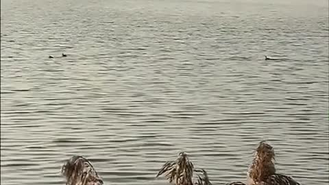 Reeds by the lake