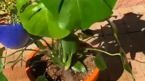 Watering the plants