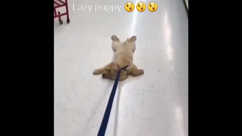 [Cute Animals] lazy puppy in the store