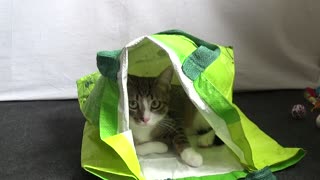 Cute Kitten Discovers Large Shopping Bag