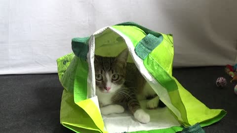 Cute Kitten Discovers Large Shopping Bag