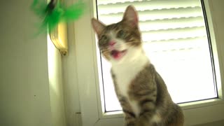 Funny Kitten Plays on the Window Sill