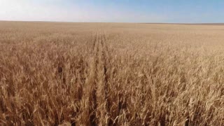 Gobbling Grain