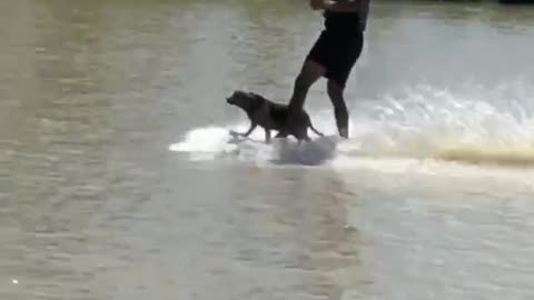 Wakeboarding dog is the coolest pup on the lake