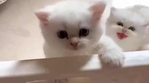 Beautiful cat 🐈 trending video