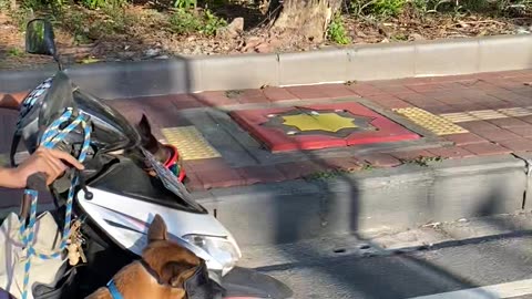 Dogs Ride on Motorcycle in Bali