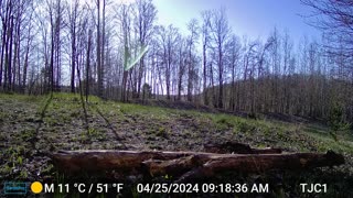 Raven Flying Off With An Egg