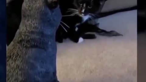 Funny Cats & - Don't try to stop laughing