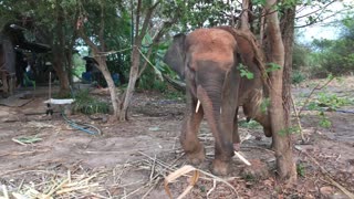 #ทำไมตั้งชื่อ '#บัวบาน' กินเเล้วก็เล่น ชิวๆ bua ban elephant