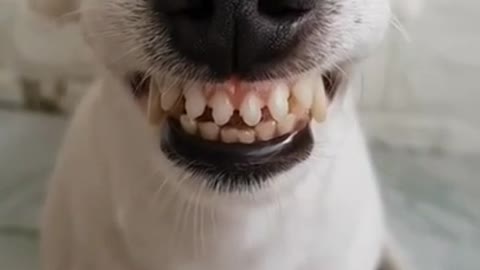 Funny Laughing Dog With Fake Teeth