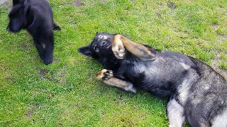 Juguetón perro se acurruca con hermosos cachorros